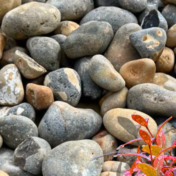 Lydd Beach Oyster Cobbles 50-100mm