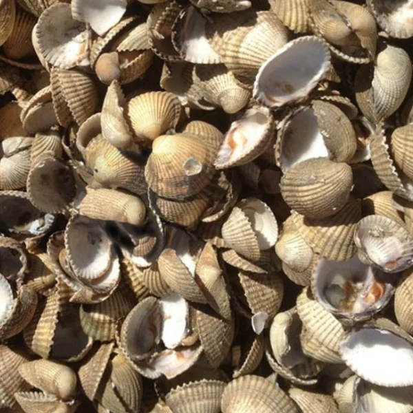Cockle Shell Mulch