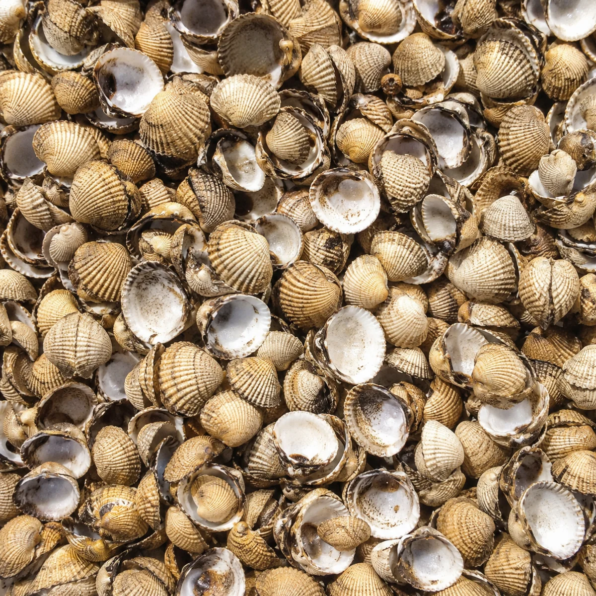 Cockle Shell Mulch